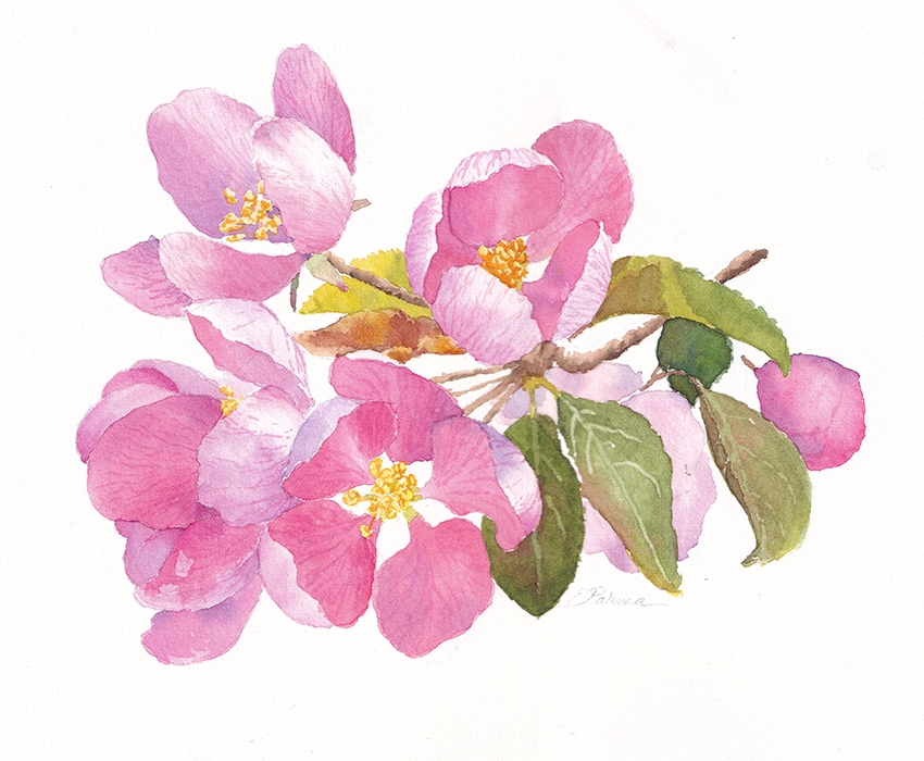 Watercolor pink flowers